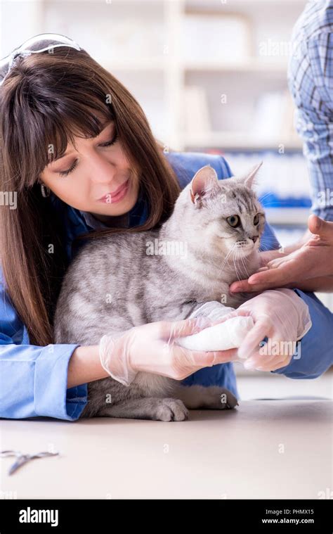 Cat Being Examining In Vet Clinic Stock Photo Alamy