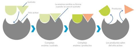 Factores Descomposici N Portal Acad Mico Del Cch