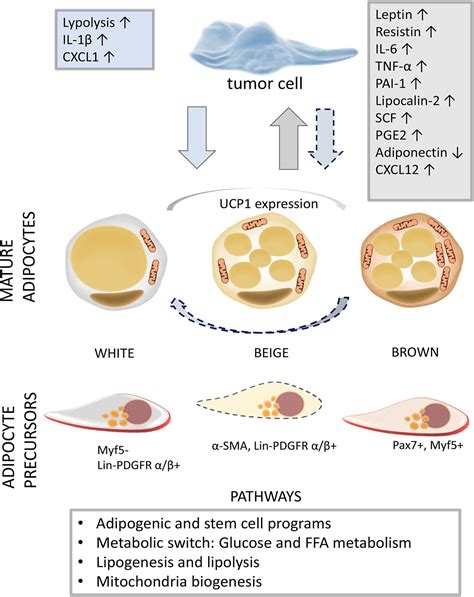 Frontiers Adipogenesis In Different Body Depots And Tumor Development