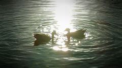 Category:Animals in the Gardens of Nymphenburg Palace - Wikimedia Commons