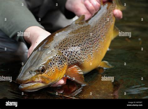 The Heavily Spotted Flank Of A Superb Specimen Of A Wild River Brown