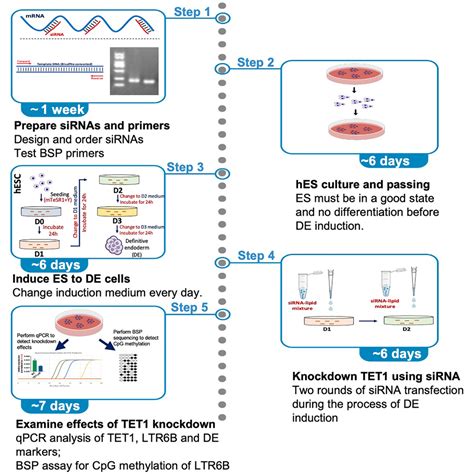 Cell Press Star Protocols