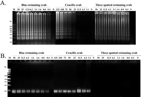 Figure 3 From Development Of Loop Mediated Isothermal Amplification