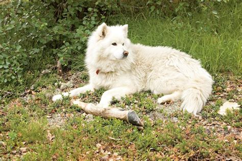 Perro Blanco Tendido En La Hierba Foto Premium