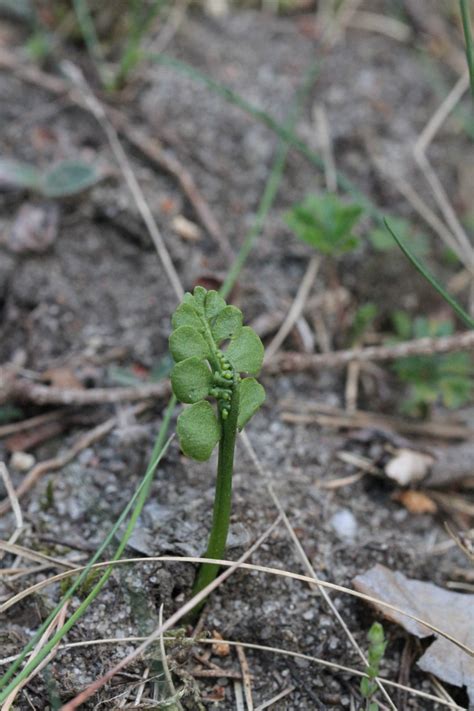 Pflanze Des Monats Echte Mondraute Stiftung Naturschutz Berlin