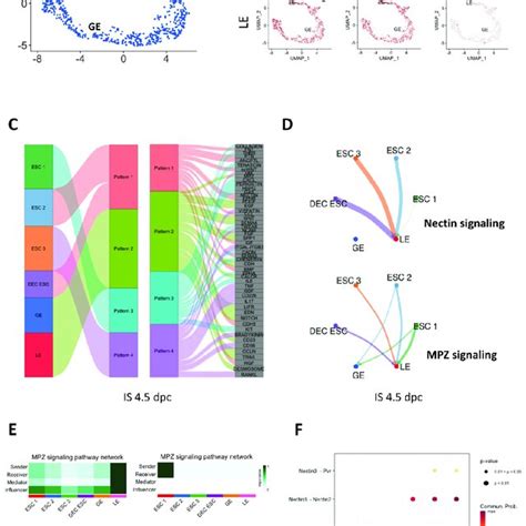 The Endometrial Epithelial Cells Eecs In Mice Uteruses And Their