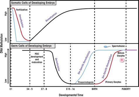 Reprogramming In Mammalian Development Two Waves Of Epigenetic