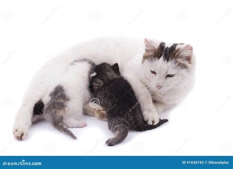 Cat feeding kittens. stock photo. Image of feeding, background - 41636742