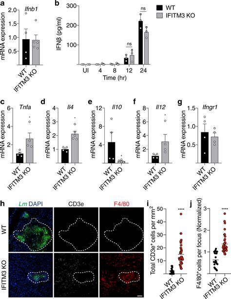 Ifitm Modulates Cytokine Signaling And Immune Cell Recruitment A Mrna