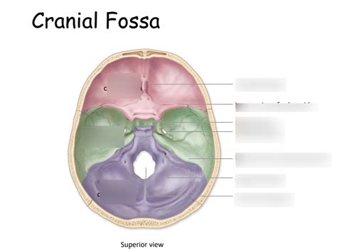 Cranial Fossa Diagram Quizlet