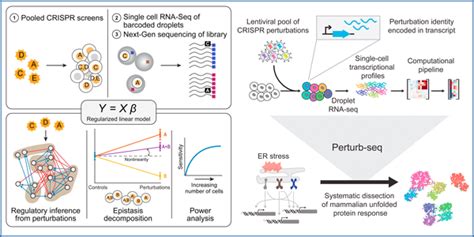 Perturb Seq Enables Large Scale Analysis Of Complex Genetic