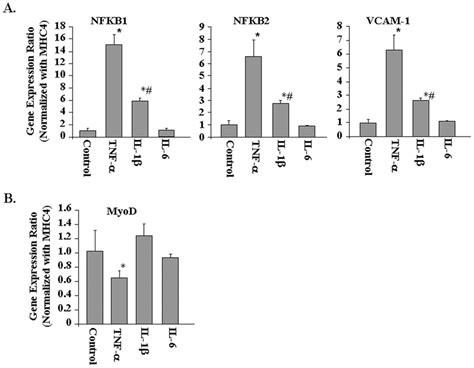 Effects Of Tnf α Il 1β And Il 6 On Gene Expression In C2c12