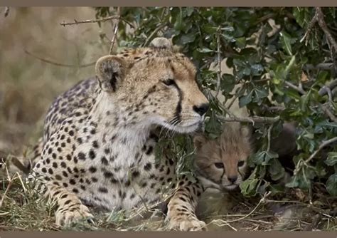 Poster Print Of Cheetah Acinonyx Jubatus Mother And Cub