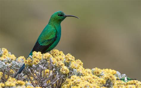 Nectar-feeding Birds | Learn some amazing info with Chris