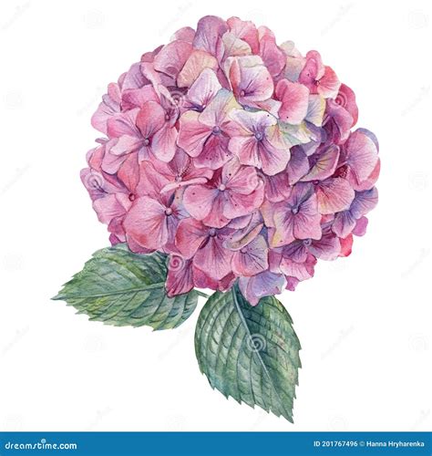 Las Hermosas Flores Hortensias Pican En El Dibujo Botánico De La Mano