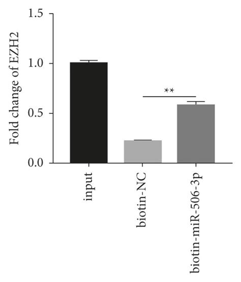 MiR 506 3p Targets EZH2 A The Sequences Of MiR 506 3p And EZH2 Are