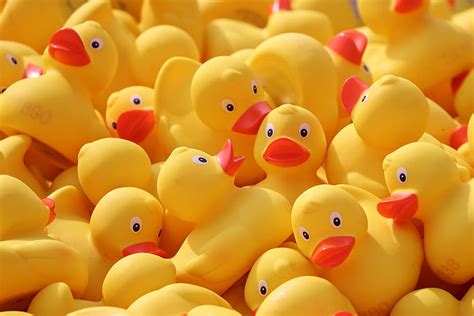 Duck Meet Ducks Rubber Ducks Plastic Ducks Duck Rubber Ducks