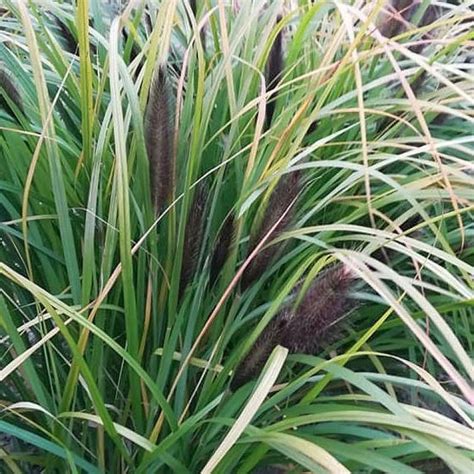 Rozplenica Japońska Black Beauty Pennisetum Alopecuroides