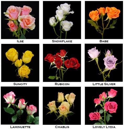 Spray Roses Rose Varieties Spray Roses Flowers Online