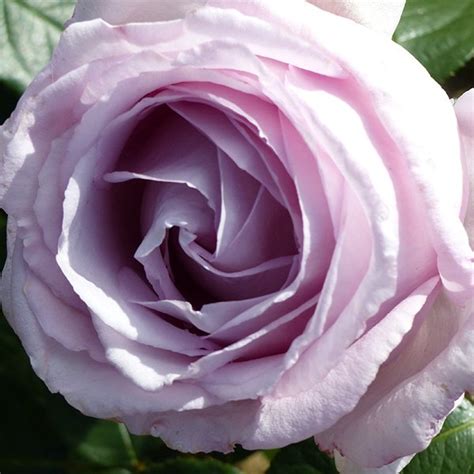 Jos Rose Shrub Rose Quality Roses Direct From Grower