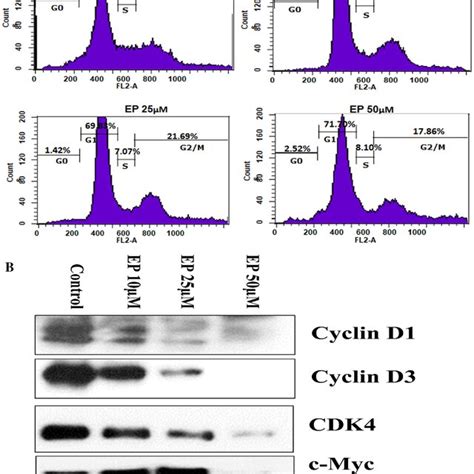 Ep Induced G0g1 Cell Cycle Arrest In Du145 Cells A Du145 Cells Were