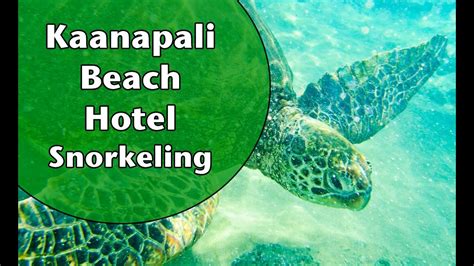 Kaanapali Beach Hotel Snorkeling - YouTube