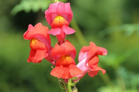 Antirrhinum Snapdragon Dragon Flower A To Z Flowers