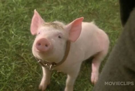 Babe 1995 That Ll Do Pig Love This Movie