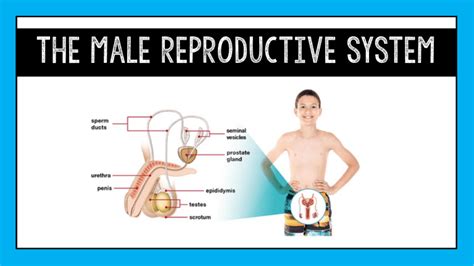 Male Reproductive System (1)