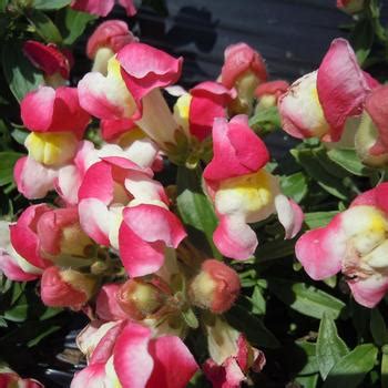 Antirrhinum Majus Sonnet Rose Snapdragon Garden Center Marketing