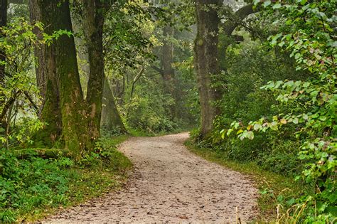 Chemin Forêt Nature Des Photo gratuite sur Pixabay Pixabay