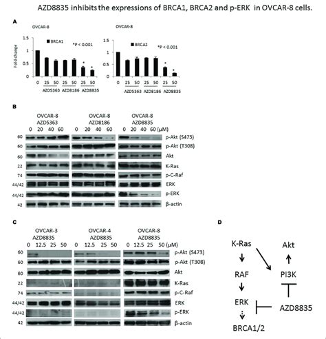 Azd Downregulates Brca Brca Mrna Expression In Kras Mutated