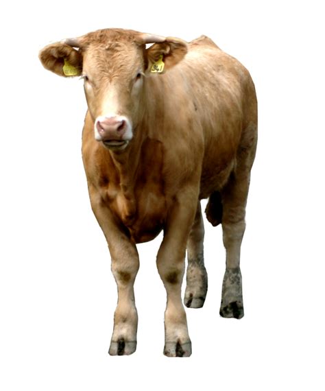 Realistic Cattle Png Image Png All