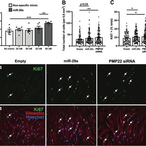 The Levels Of The Human Pmp22 Protein In Cmt1a Patient Fibroblasts Are