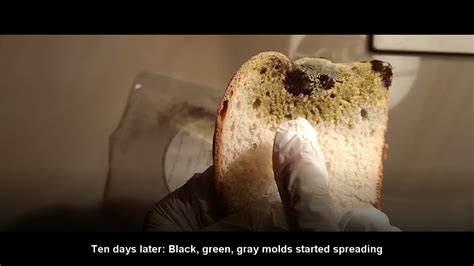 Growing Bread Mold Experiment YouTube