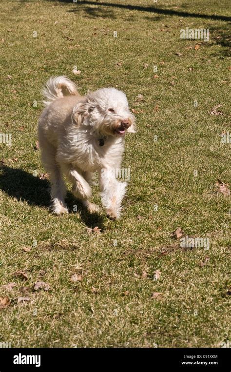 Labradoodle crossbreed mix dog running Stock Photo - Alamy