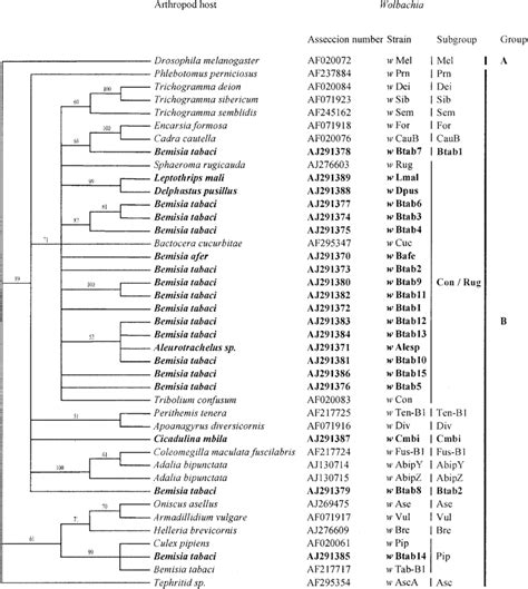 Phylogenetic Tree Of Wolbachia Based On Wsp Sequences The Tree Has