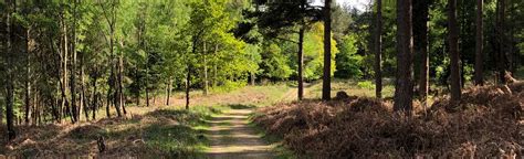 Ashdown Forest Extended Walk East Sussex England 164 Reviews Map