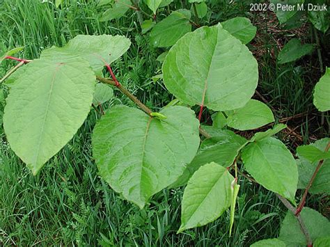 Fallopia Japonica Var Japonica Japanese Knotweed Minnesota Wildflowers