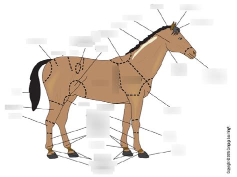 Equine Diagram Diagram | Quizlet