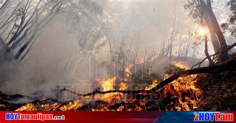 Hoy Tamaulipas Incendio Forestar El Tamaulipas Arden Mainero Y