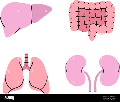 Set Of Human Organs Symbol Liver Lungs Kidneys Intestines Icons