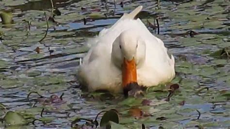 Ducks Mating Youtube