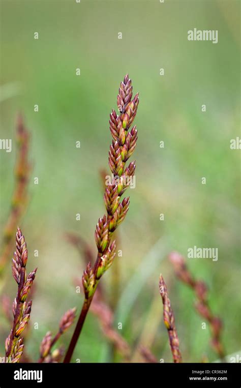 Curved Hard Grass Hi Res Stock Photography And Images Alamy