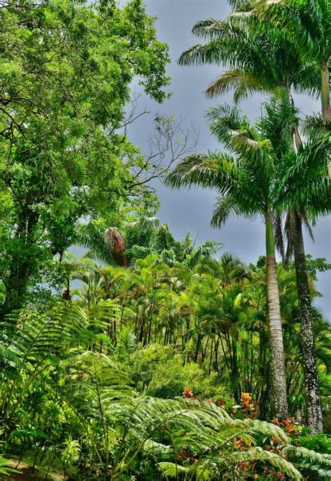 France, the Picturesque Garden of Balata in Martinique Editorial ...