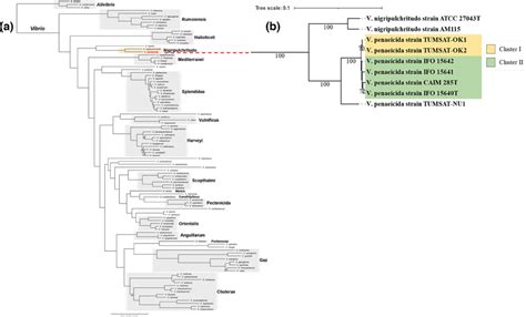 Phylogenetic Tree Analysis A Phylogenetic Tree Of 102 Vibrio Download Scientific Diagram