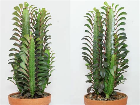 Euphorbia Trigona Cactus Plants Euphorbia Cactus Types