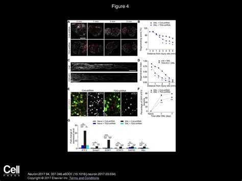 An Intrinsic Epigenetic Barrier For Functional Axon Regeneration Ppt