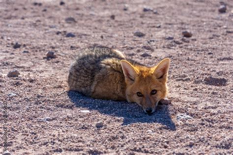 Foto Stock An Andean Fox Or Culpeo Lycalopex Culpaeus Laying Down In