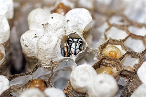 Bald Faced Hornet Catseye Pest Control